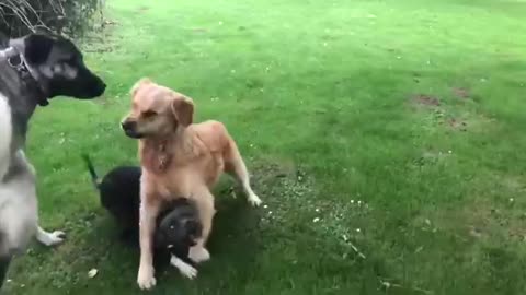 Dogs Fight