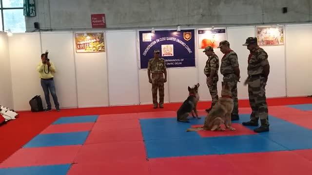 Dogs training