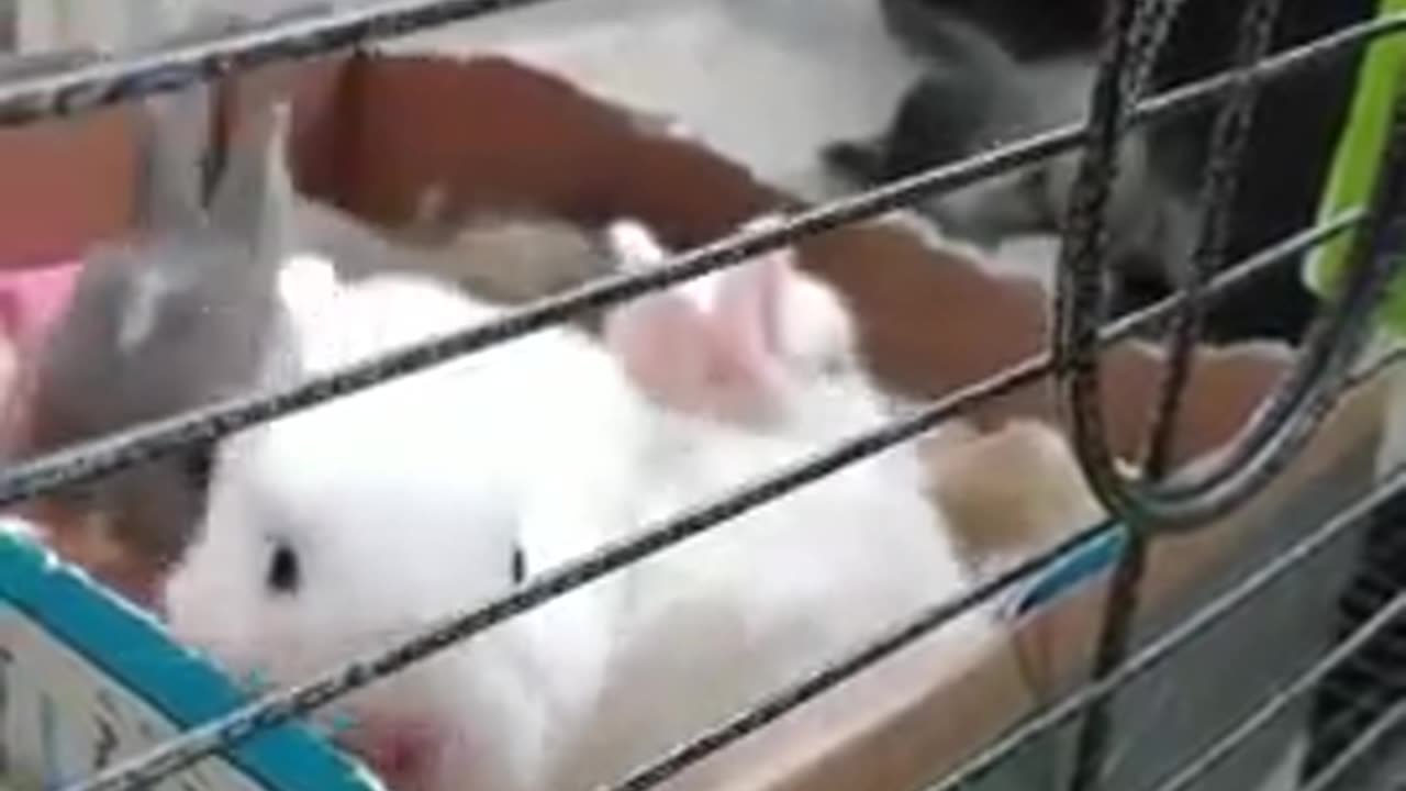 Crazy baby rabbits trying to corner mum for milk!