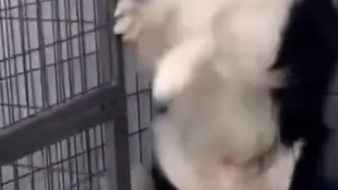 Funny dog s video ..