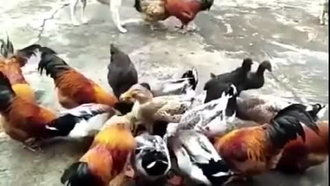 Chicken and dog fight