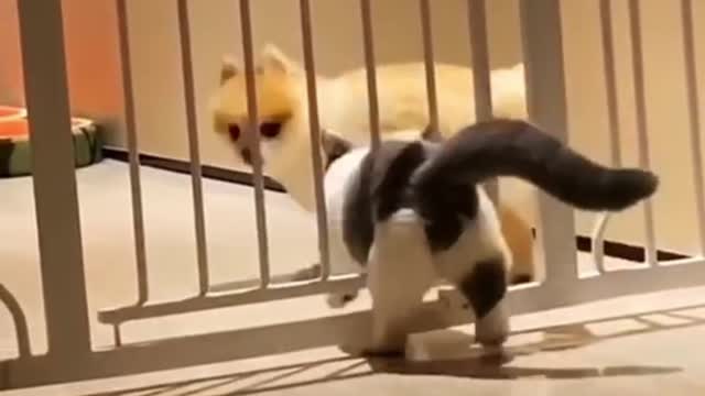 Baby Cats - Cute and 😂 Funny Cat Videos Compilation 🐈 #6 || Cutest Kitten