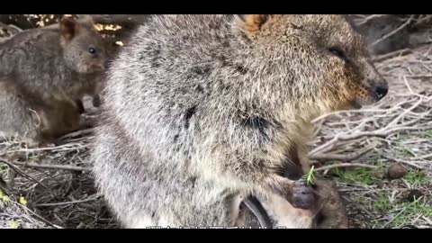 cute little squirrel