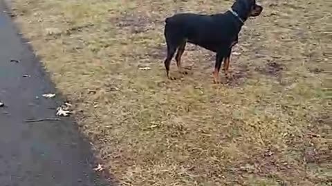 Rottweiler Cases Squirrels