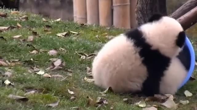 Baby Panda 🐼 playing 😍