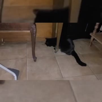 Cats vs Spider Toy