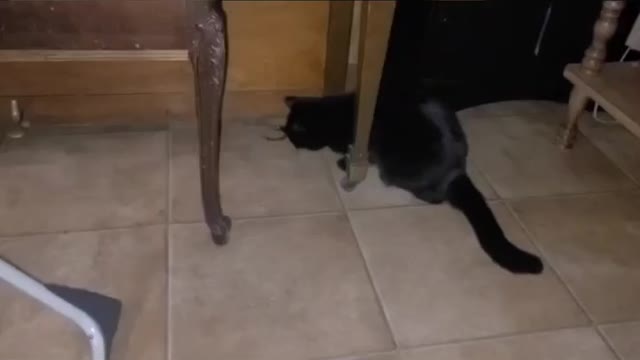 Cats vs Spider Toy