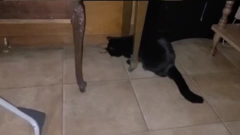 Cats vs Spider Toy