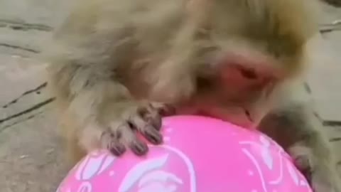 Monkey playing with balloon monkey funny video