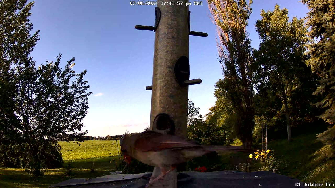 from the feeder: cardinal