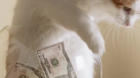 Cat and dollar