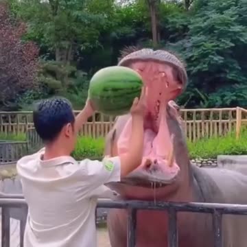 Hippocampus Help to feed water melon