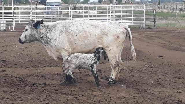 Lucy and her heifer calf "Kilo 3K"