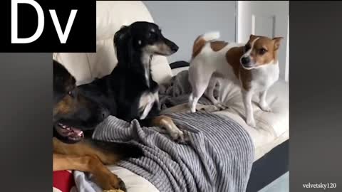 Funny pet videos #pets #funny