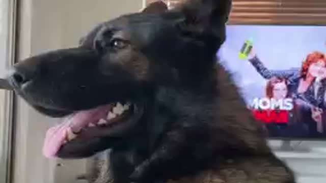 Dog reacting to owners shopping list funny