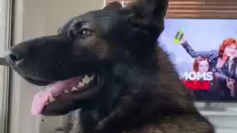 Dog reacting to owners shopping list funny