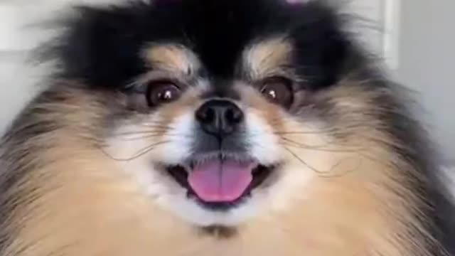 Funny and Cute Dogs Videos Compilation,🐕🐕