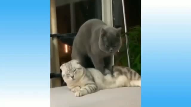 😍Cute cat funny video