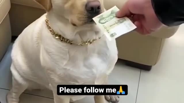 Look this 🐶🐕🐕🐕🐕 for money 💸💸💸💸