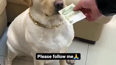 Look this 🐶🐕🐕🐕🐕 for money 💸💸💸💸