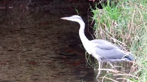 Heron Stream Entry