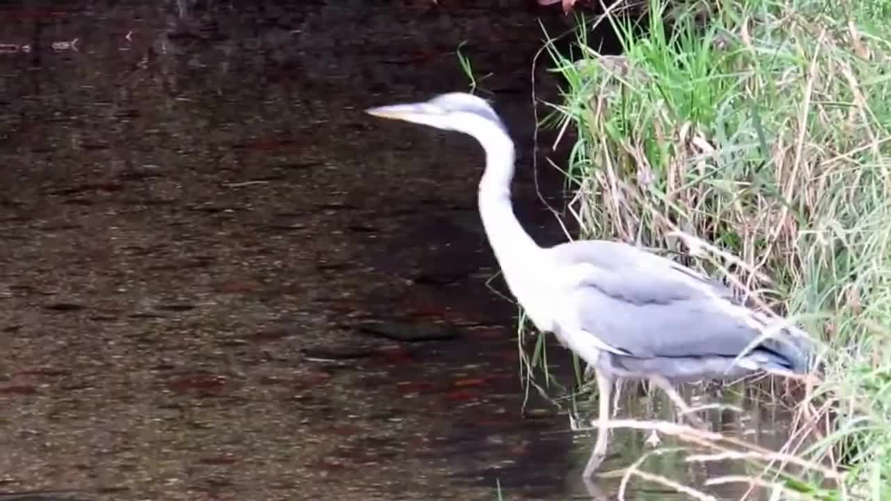 Heron Stream Entry