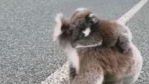 Koala mother takes care of children