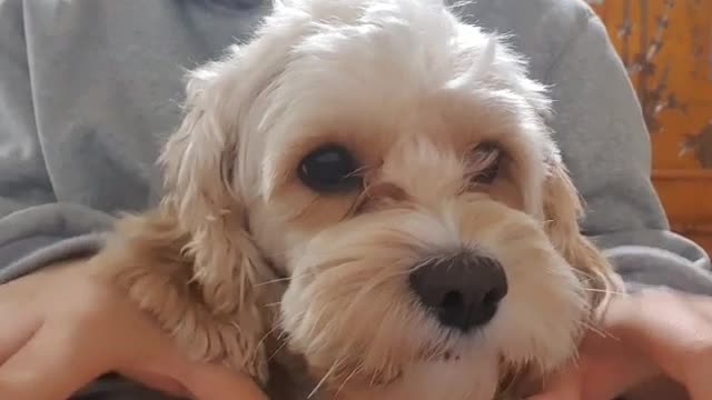 The puppy who wants to disturb the piano player