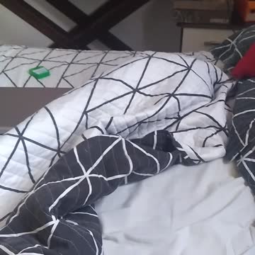 Cat playing hide and seek