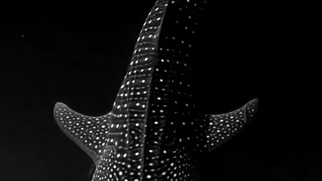 Whale Shark gliding through Bioluminescent Algae looks lik..