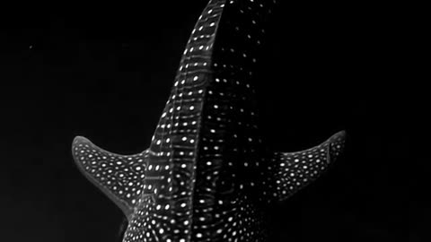 Whale Shark gliding through Bioluminescent Algae looks lik..