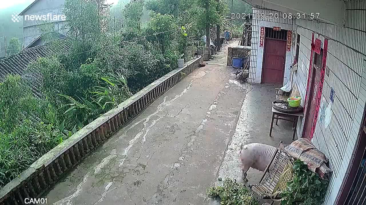 Greedy pig with head stuck in bucket smashes down fence in China