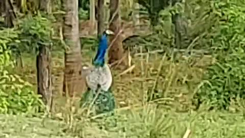 Peacock feathers