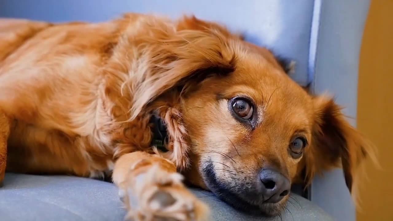 cute dog video