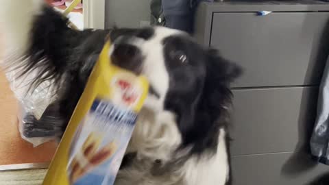 Doggy Fetches Treats for Himself