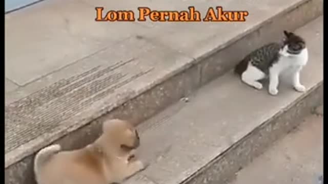 #dog vs cat