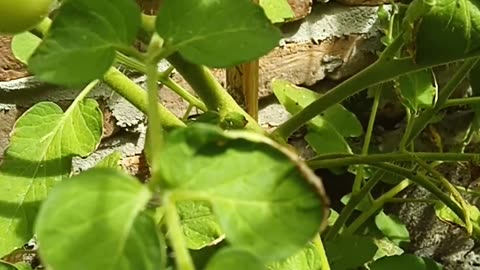 Tomato, chili and papaya. Do you enjoy gardening?