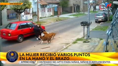 Mulher é atacada por Pitbull