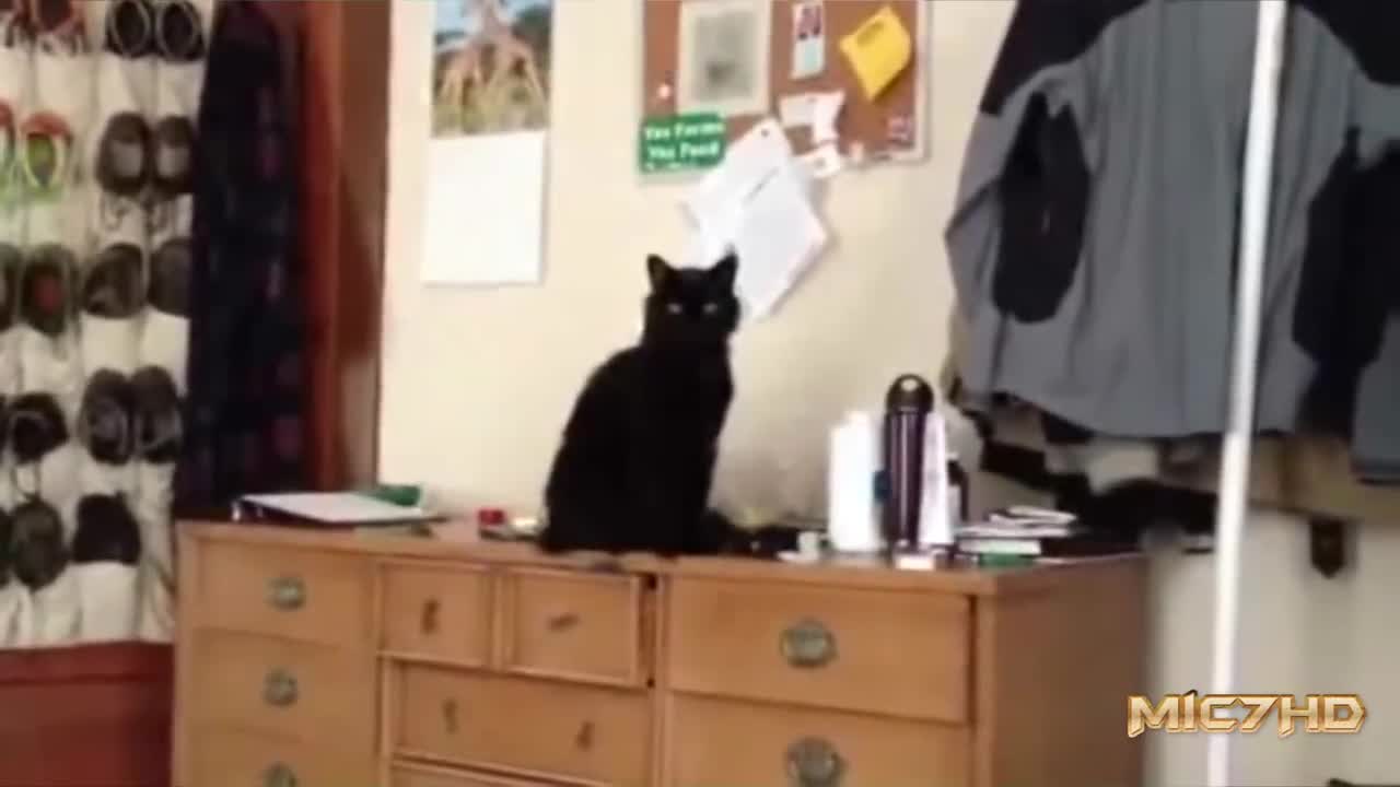 Epic funny cats in 3minutes