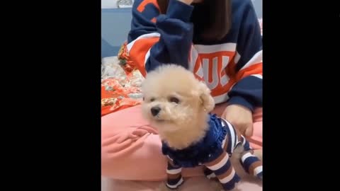 Singing cute adorable dog