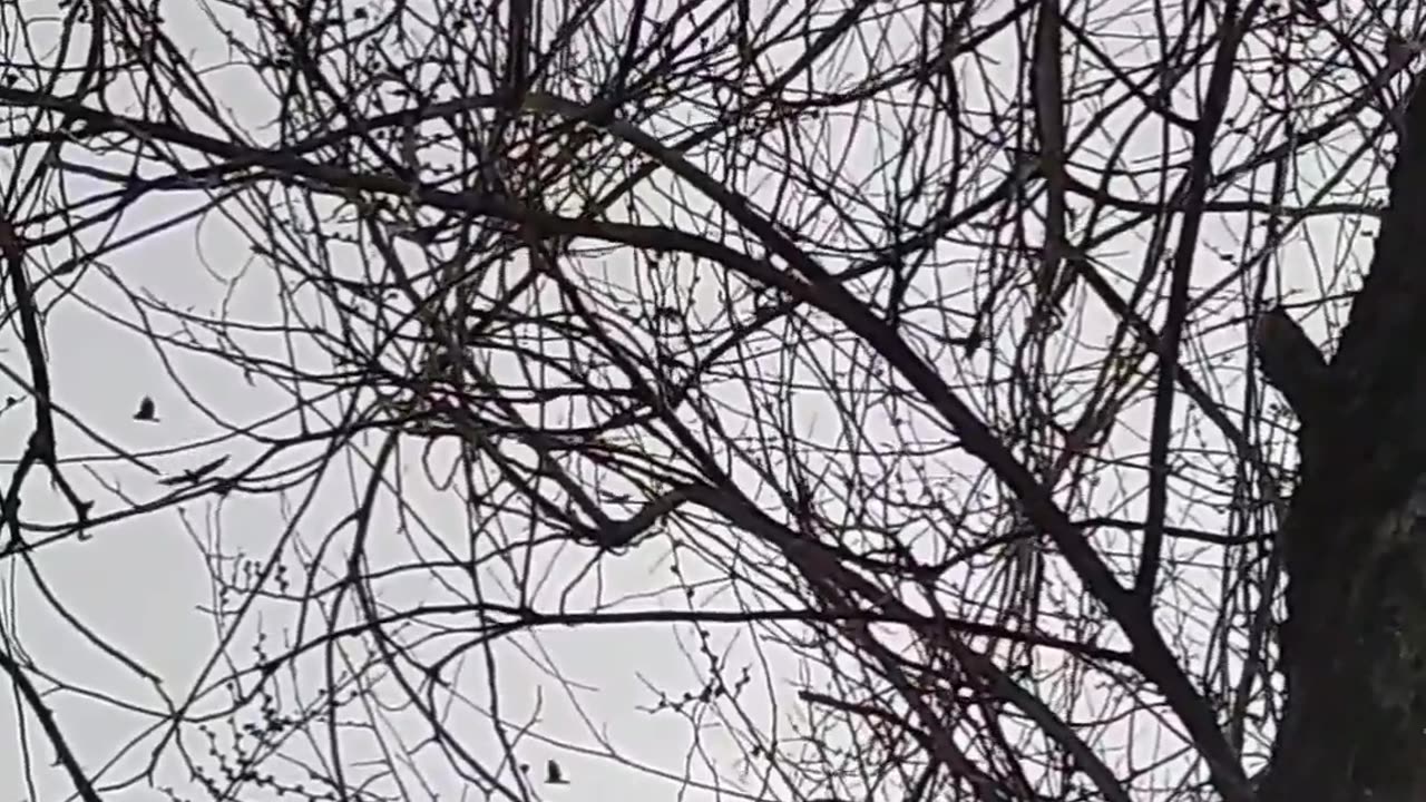 Rare Bird Behavior - Kettle Of Hawks