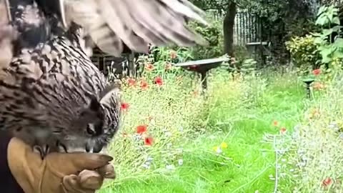 Girl rescued owl from hot weather