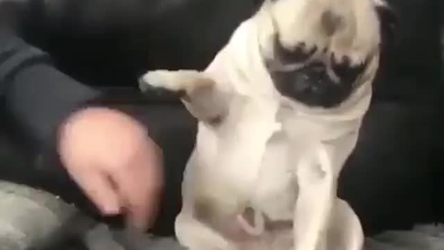 Best Funny Animal Videos 2022 😺 Funny Dog Videos 2022 😁 Funniest Dog Videos 😁😇