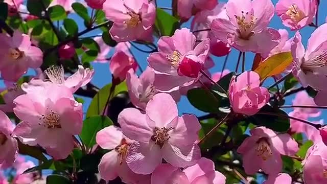 Begonia flowers are bright and beautiful, known as the "flower princess",