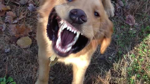 Golden Retriever has fun in leaves