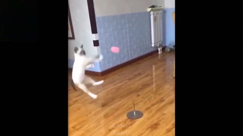 Funny Cat Video | Cat playing with Toy Ball | For Kids.