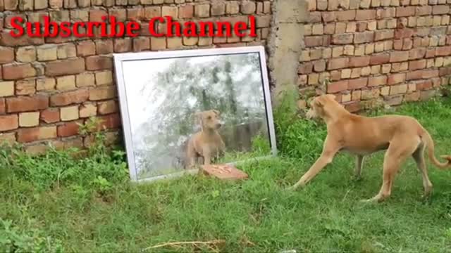 Puppy completely baffled by his mirror reflection