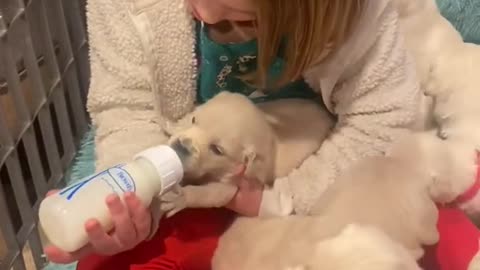 Bottle feeding the puppies