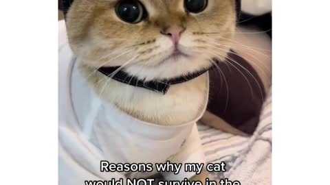 modern cat