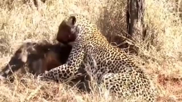 Leopard caught warts pig, is their dinner